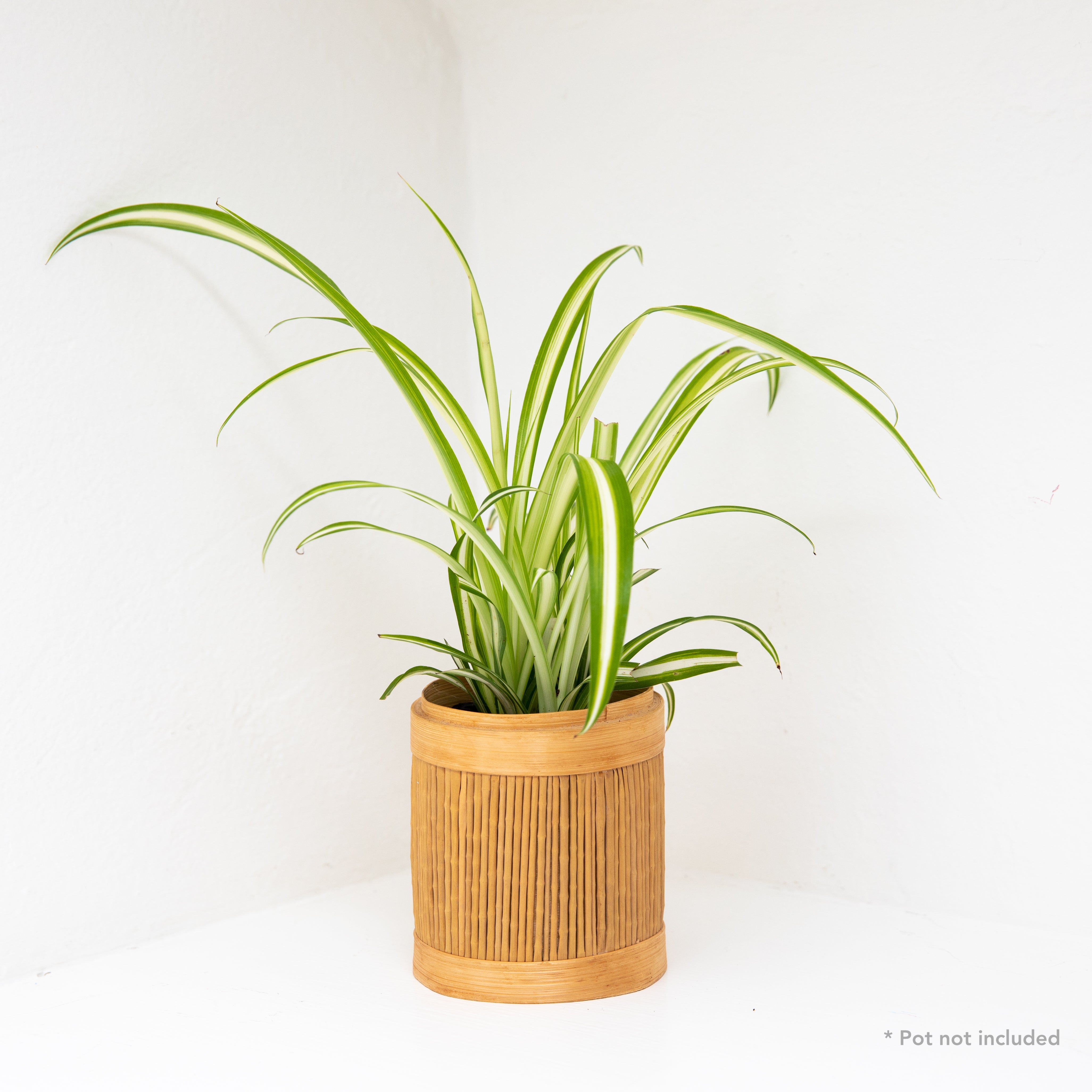 Spider plant, Chlorophytum comosum – Wisconsin Horticulture